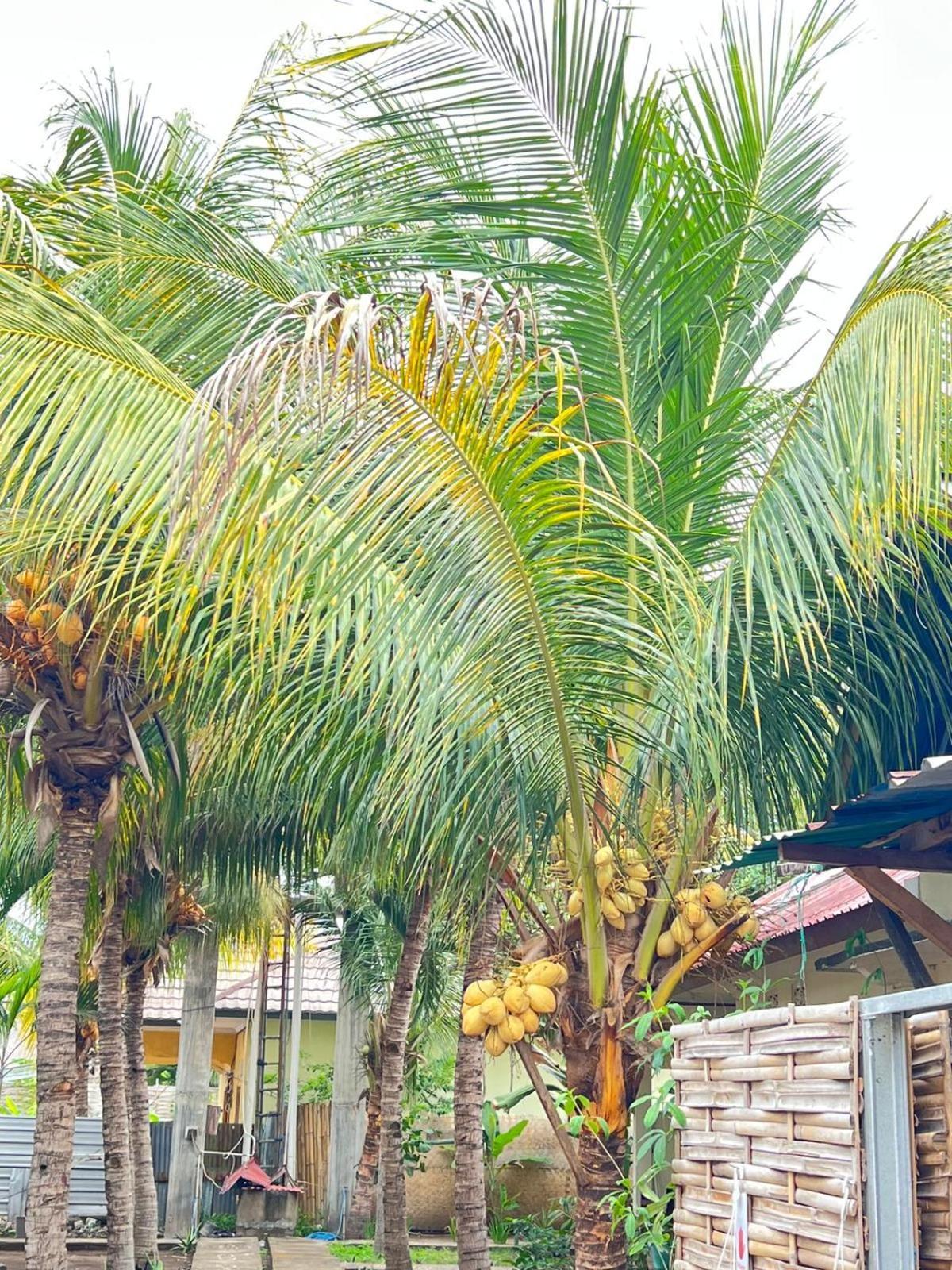 Bias Bungalows غيلي آير المظهر الخارجي الصورة